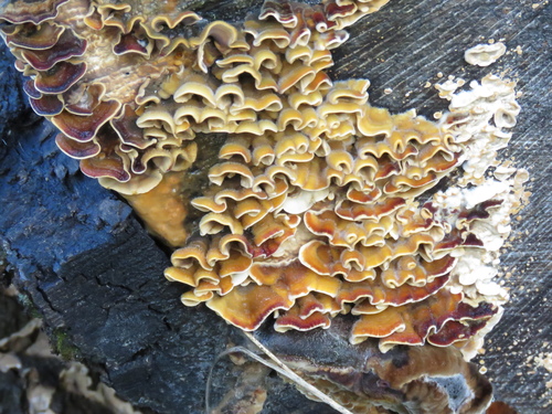 iNaturalist observation photo of Fungi Including Lichens