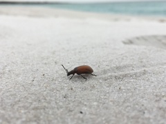 Ecnolagria rufescens