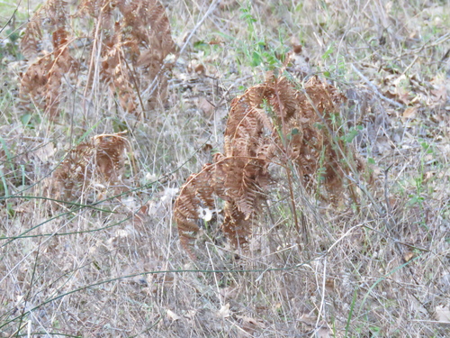 iNaturalist observation photo of common bracken
