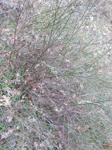 iNaturalist observation photo of deerweed