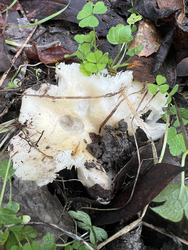 Russula · December 2025 · photo: © hydrocycler (iNaturalist, cc-by)