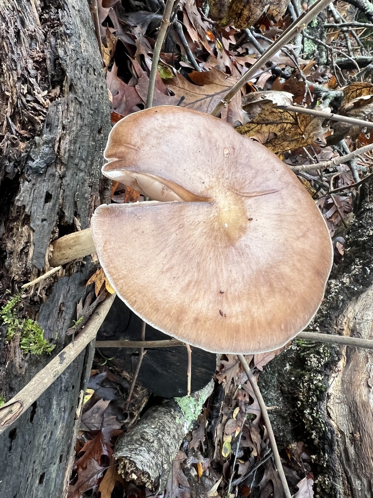 Pluteus cervinus · December 2025 · photo: © hydrocycler (iNaturalist, cc-by)