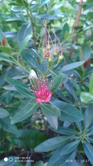 Xanthostemon youngii