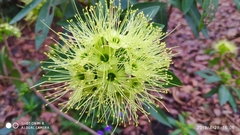 Xanthostemon verticillatus