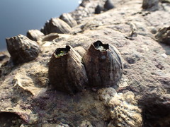 Megabalanus