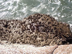 Megabalanus