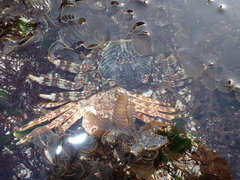 Grapsus albolineatus