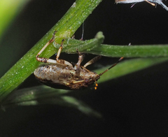 Oncocoris geniculatus