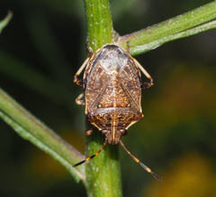 Oncocoris geniculatus