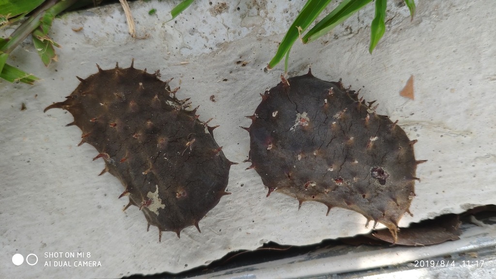 Sindora echinocalyx