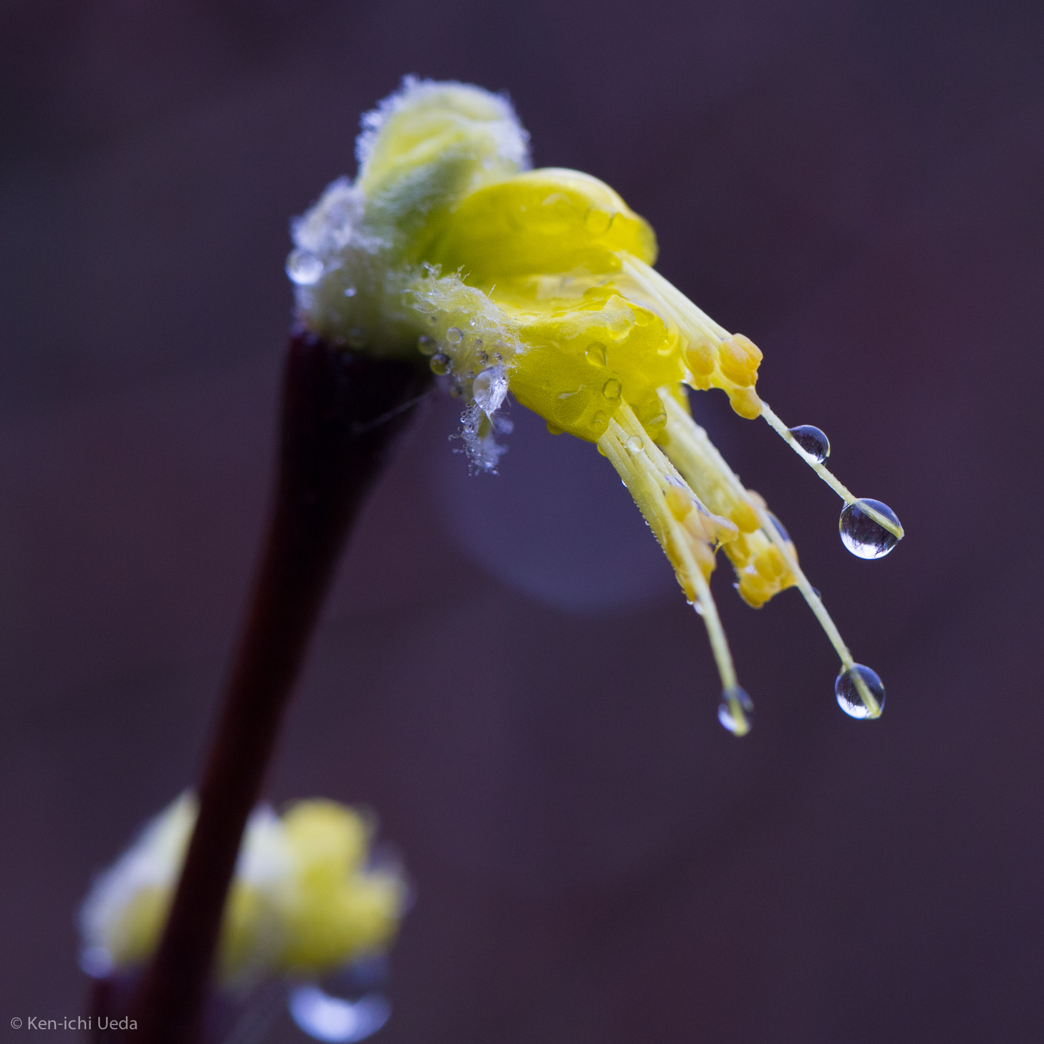Dirca occidentalis