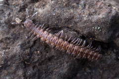 Macrosternodesmidae