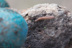 Macrosternodesmidae
