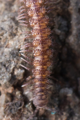 Macrosternodesmidae