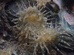 Anthopleura dixoniana