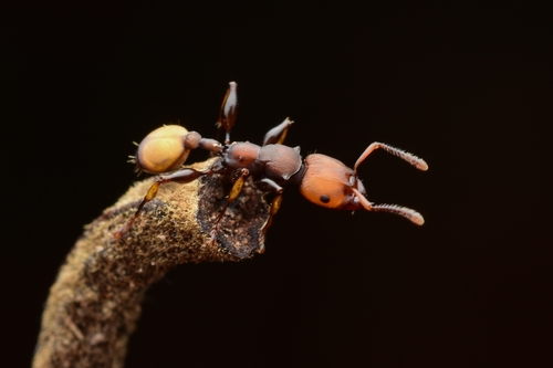 Podomyrma muckeli