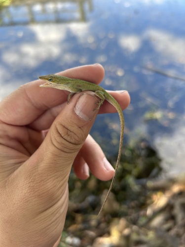 Anole
