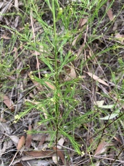 Platysace linearifolia