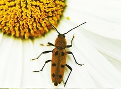 Chlorophorus glabromaculatus