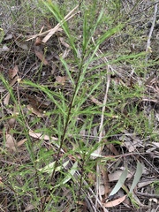 Platysace linearifolia