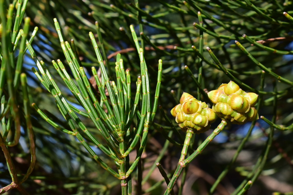 Gymnostoma deplancheanum
