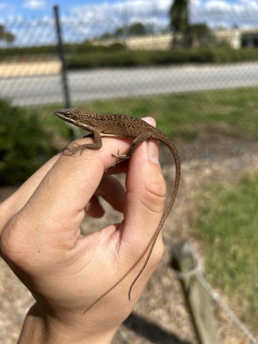 Anole