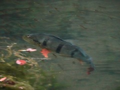 Cichla temensis