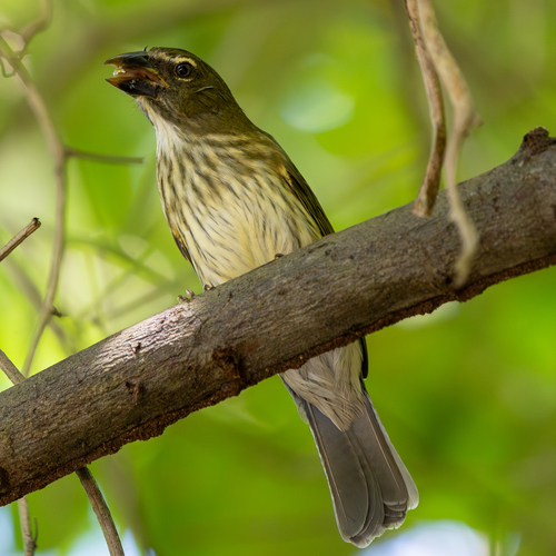 Streaked Saltator (Saltator striatipectus), photo 7