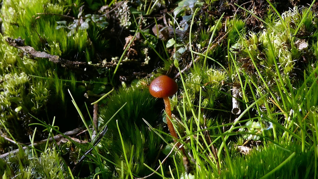 Deconica montana · December 2025 · photo: © patricklm35 (iNaturalist, cc0)