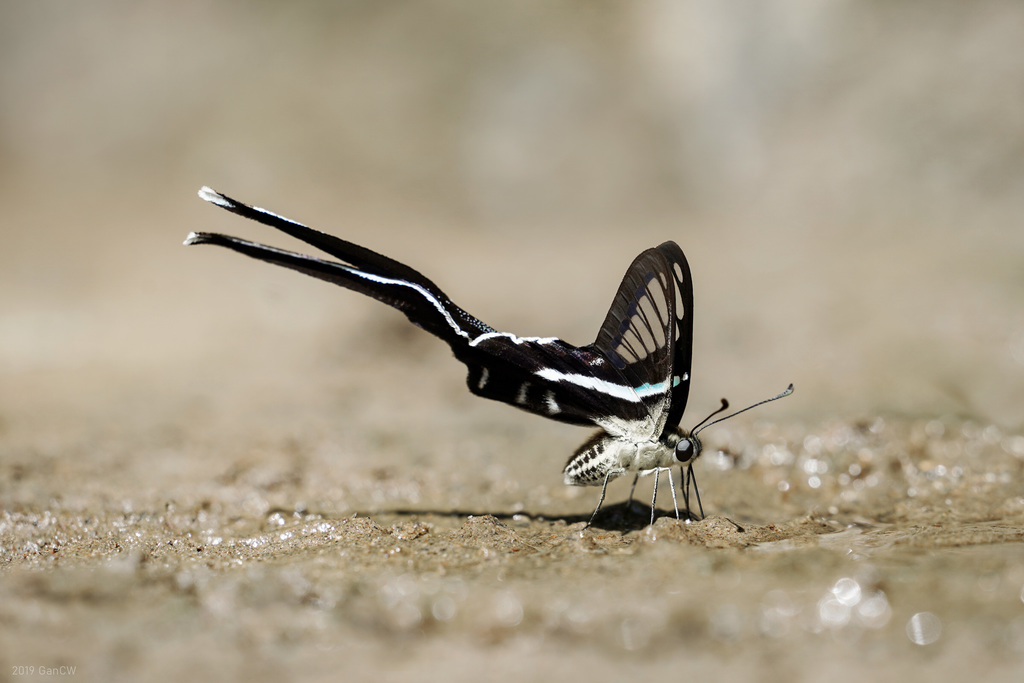 燕尾凤蝶（Lamproptera meges）
