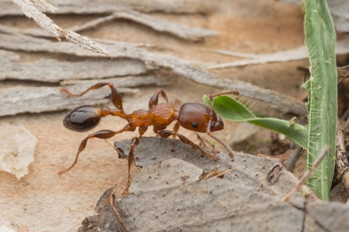 Podomyrma laevifronsPodomyrma laevifrons