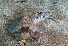 Gobius geniporus