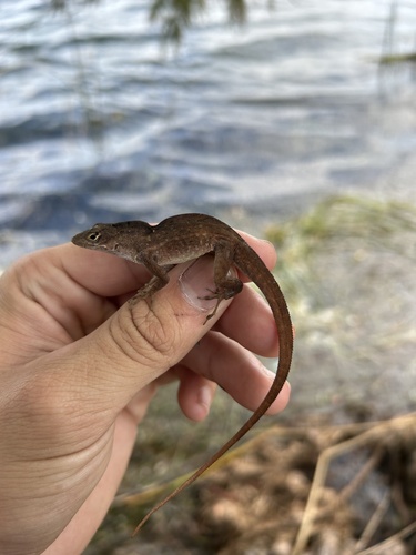 Brown Anole