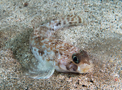 Gobius geniporus