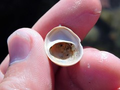 Crepidula norrisiarum