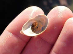 Crepidula norrisiarum