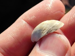 Crepidula norrisiarum