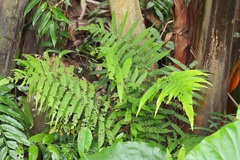 Christella subpubescens