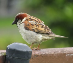 Passer domesticus domesticus