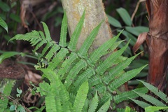Christella subpubescens