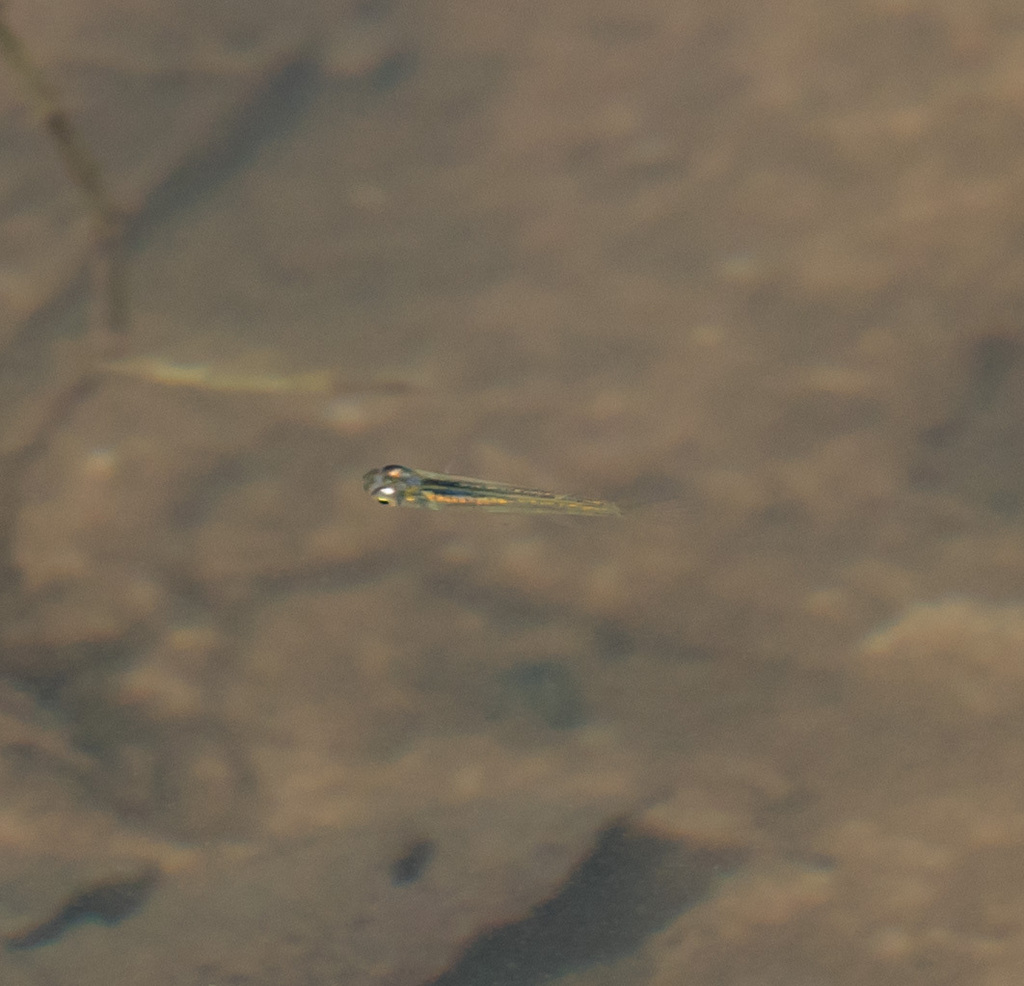 Fluviphylax simplex