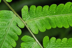 Christella subpubescens