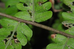 Christella subpubescens