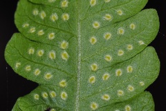 Christella subpubescens