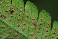 Christella subpubescens