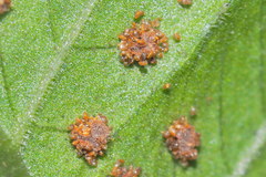 Christella subpubescens