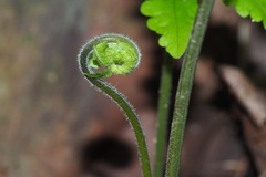 Christella subpubescens
