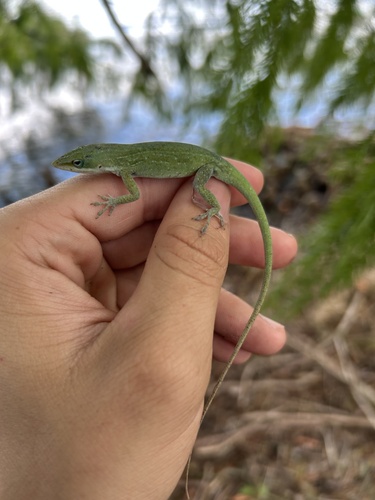 Anole