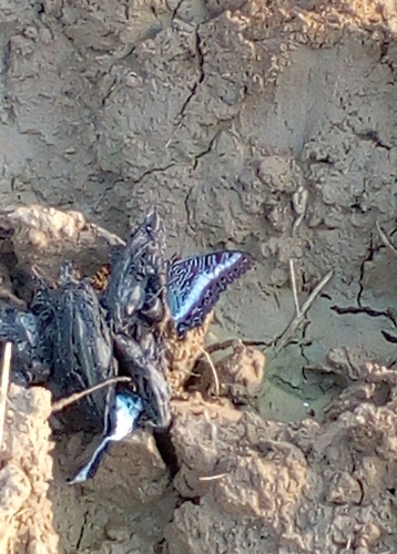 White-barred Emperor