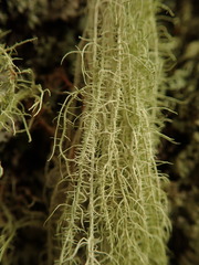 Usnea angulata